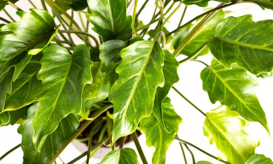 Image 3: Philodendron Xanadu Large kamerplant