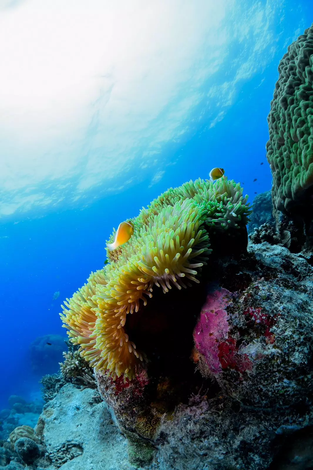 Open Water Scuba Diver course at Goblin Diving Center