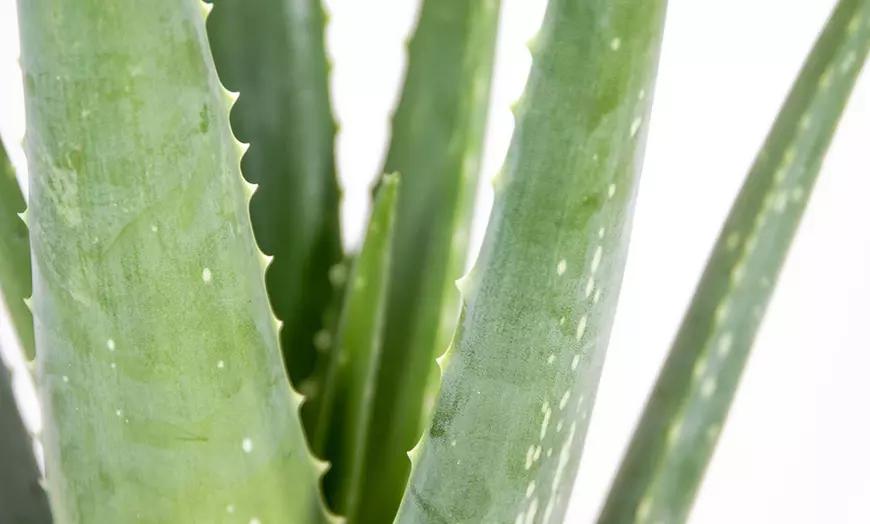 Image 4: Duo van 2 Aloe Vera planten