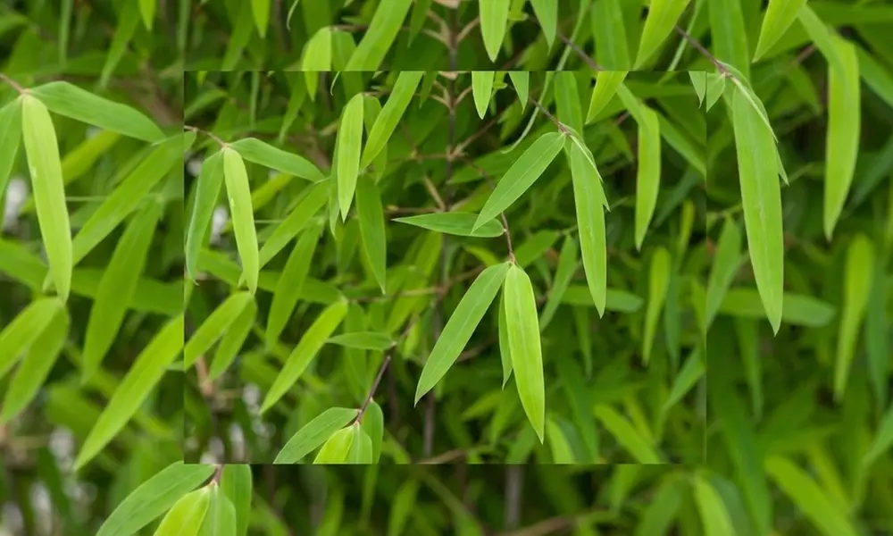 1 o 2 piante Fargesia 'Red Dragon'