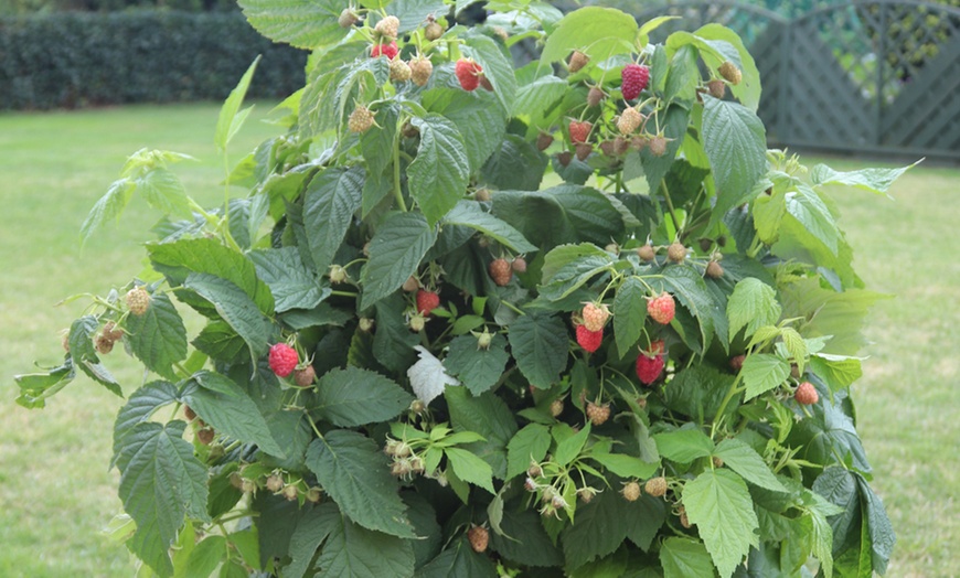 Image 4: Three Raspberry Summer Lovers Patio Red Plants