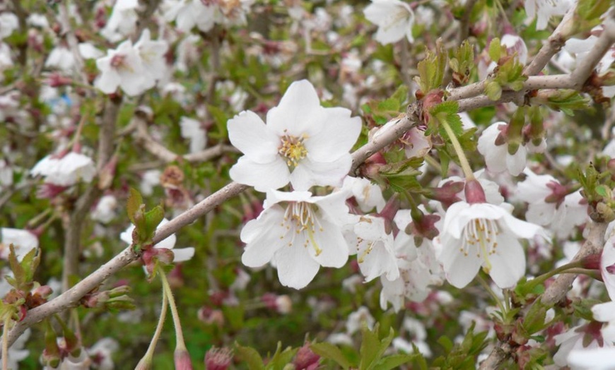 Image 4: Compact Fuji Cherry Blossom 'Kojo-No-Mai' Potted Plant