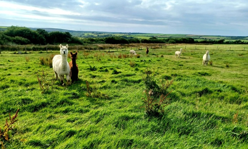 Image 3: Up to 51% Off on Llama Trekking Tour / Activity at Alpaca walkies