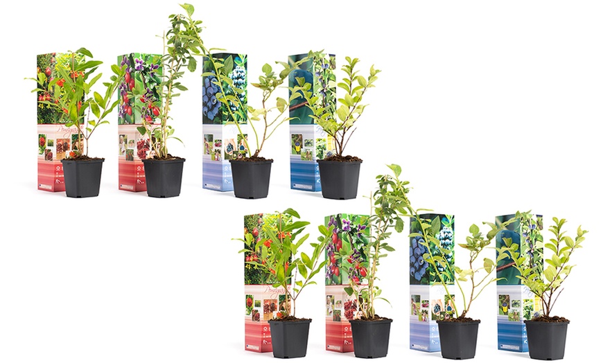 Image 8: Lot de 4 ou 8 plantes fruitières