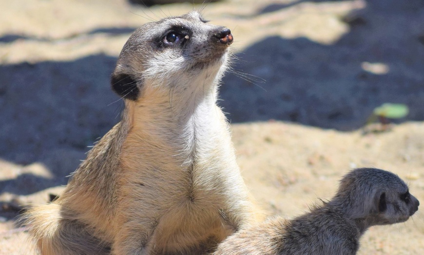 Image 7: ZOO Borysew: ulgowy lub normalny bilet wstępu