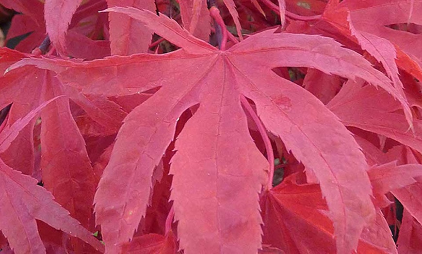 Image 5: Japanese Maple Collection