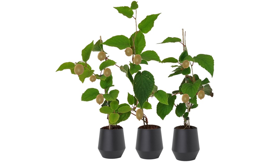 Image 6: Conjunto de Actinidia deliciosa 'Jenny'