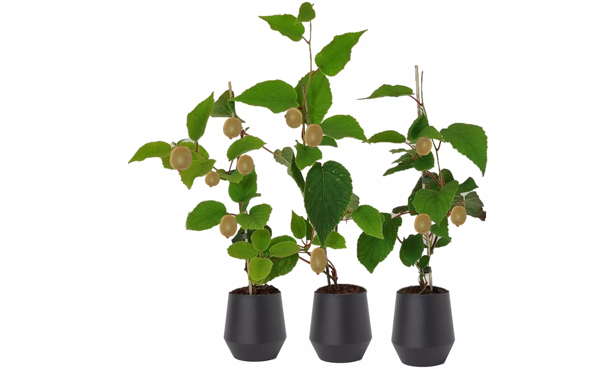 Conjunto de Actinidia deliciosa 'Jenny'