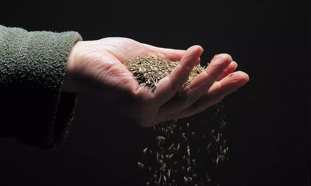 One, Two, Four or Six 500g Bags of Canada Green Grass Seeds - Second Medium