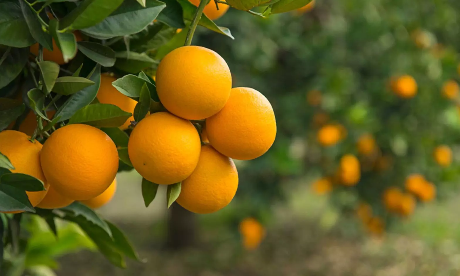 4er-Set mediterrane Obstbäume