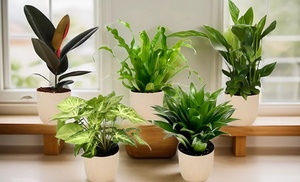 Lot de 5 plantes d'intérieur purificatrices d'air de OH2