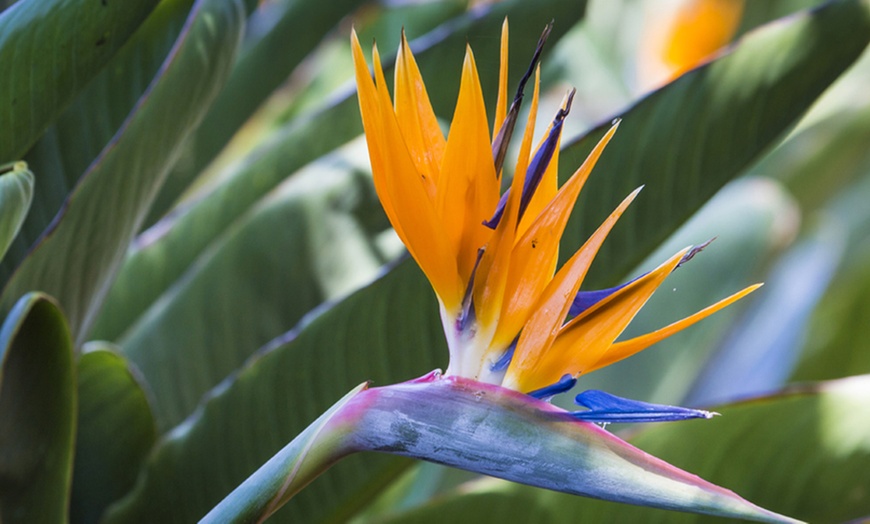 Image 8: Bird of Paradise 1 or 2 Potted Plants + Optional Patio Planter