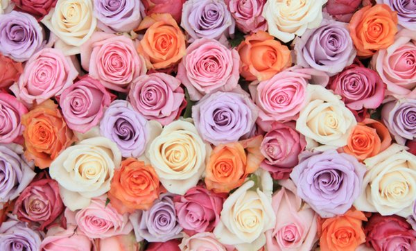 Your Choice Roses