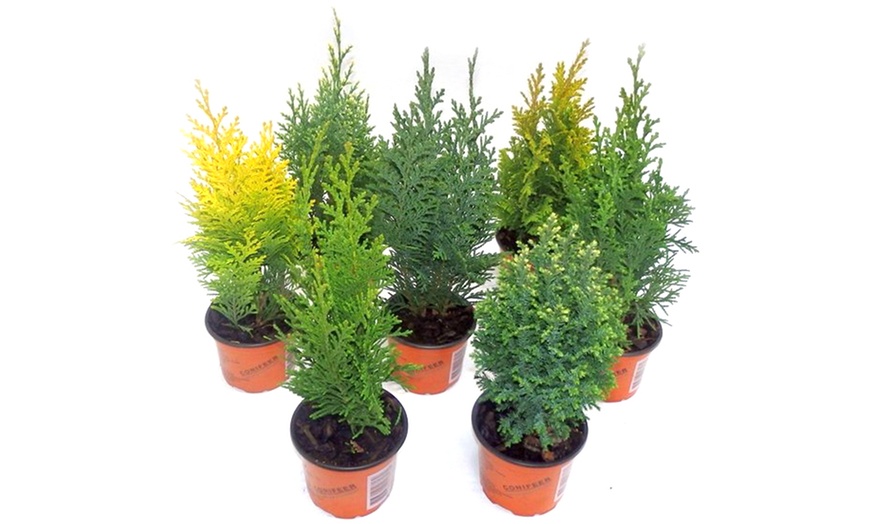 Image 7: Dwarf Hardy Conifers Collection