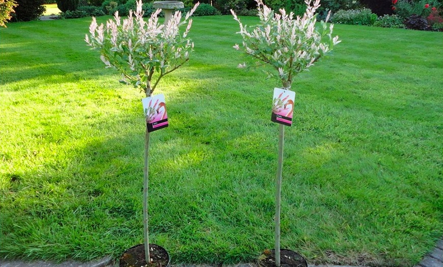 Image 5: Two Salix Flamingo Trees