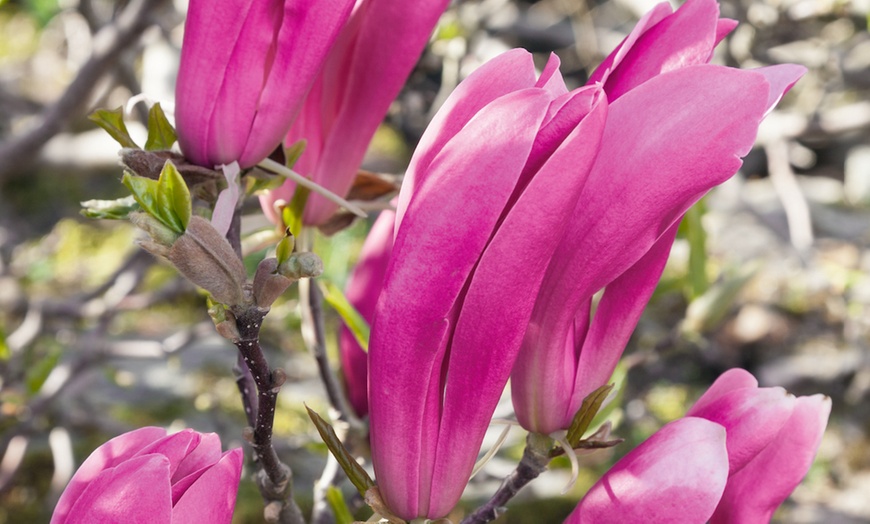 Image 1: Magnolia Susan Plant 3 Litre