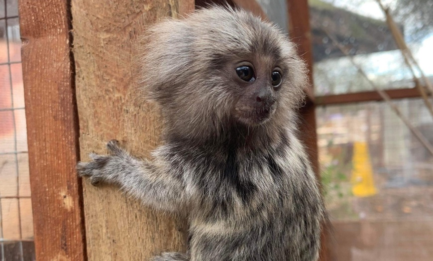 Image 2: Zoo Entry at Maldon Promenade Zoo