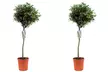 1 ou 2 oliviers d'hiver, 90-100 cm à la livraison avec pot inclus - Second Medium