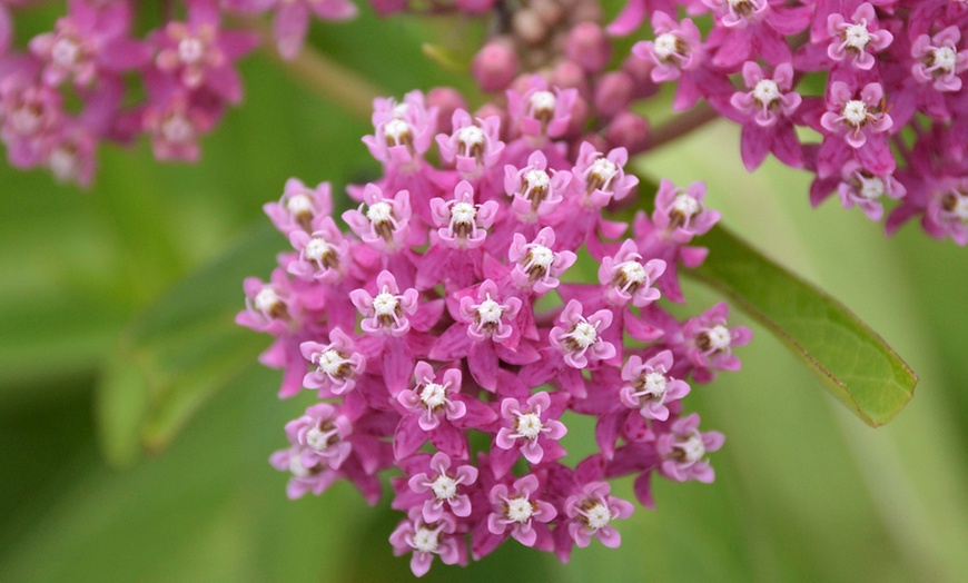 Image 4: 4 or 12 Asclepias Collection Bare Roots
