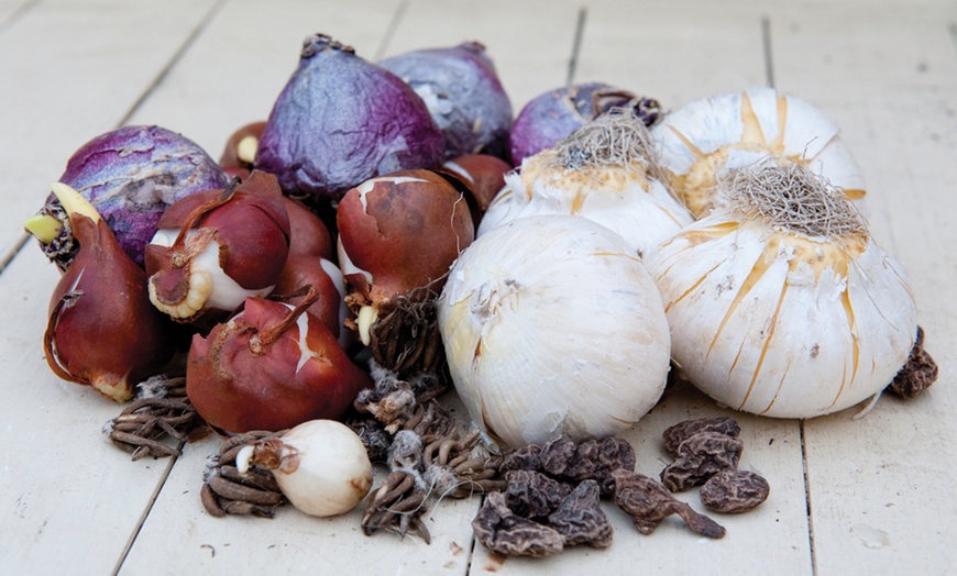 Image 8: Lot de bulbes à floraison d'été