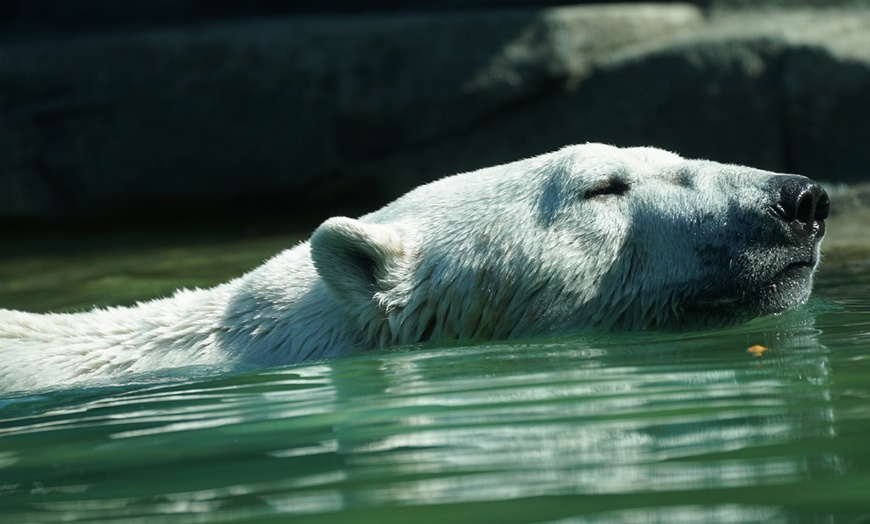 Image 9: Billet adulte ou enfant pour le Zoo d'Amneville