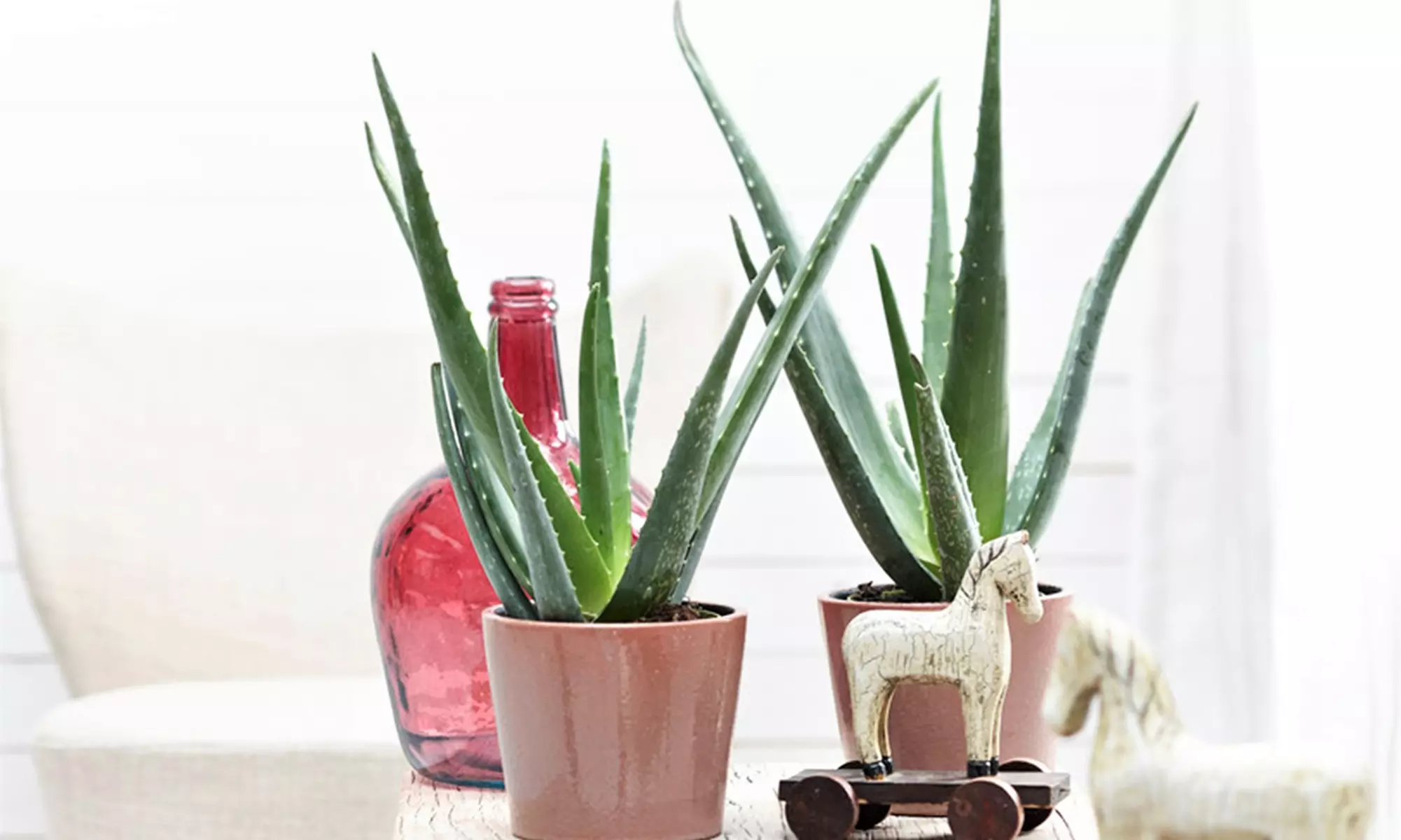 2, 4 oder 6 Pflanzen Aloe Vera inkl. Versand - Primary Image