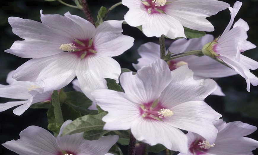 Image 5: Lavatera 'Barnsley Baby' with Optional Patio Pot and Compost