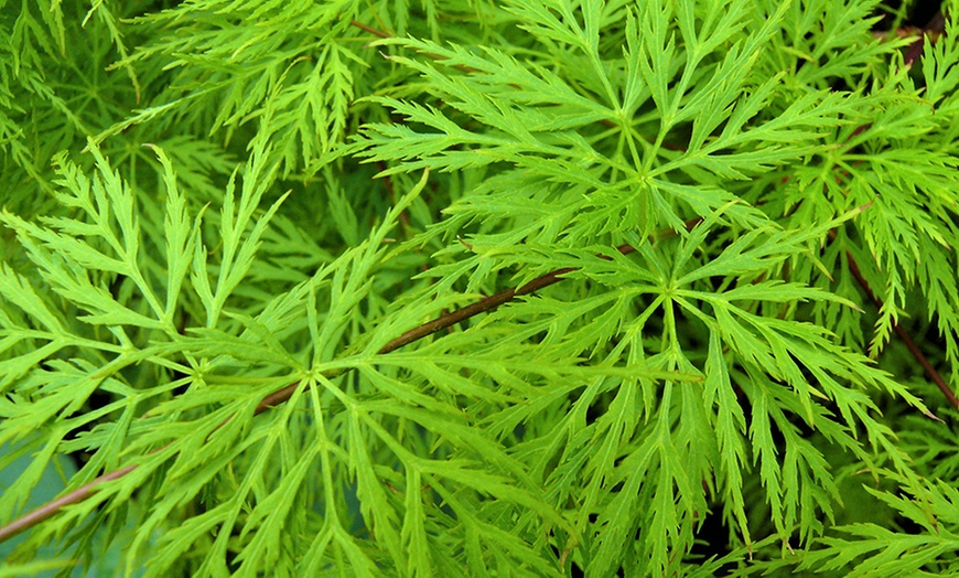 Image 6: Large Japanese Weeping Maple