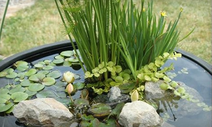 60% Off Floating Water Plants at Woodbridge Ponds - woodbridge ponds ...