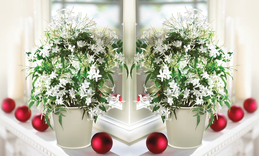 Image 2: Fragrant Jasmine Plant on a Hoop