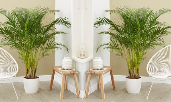 Luftreinigende Areca Palme Groupon