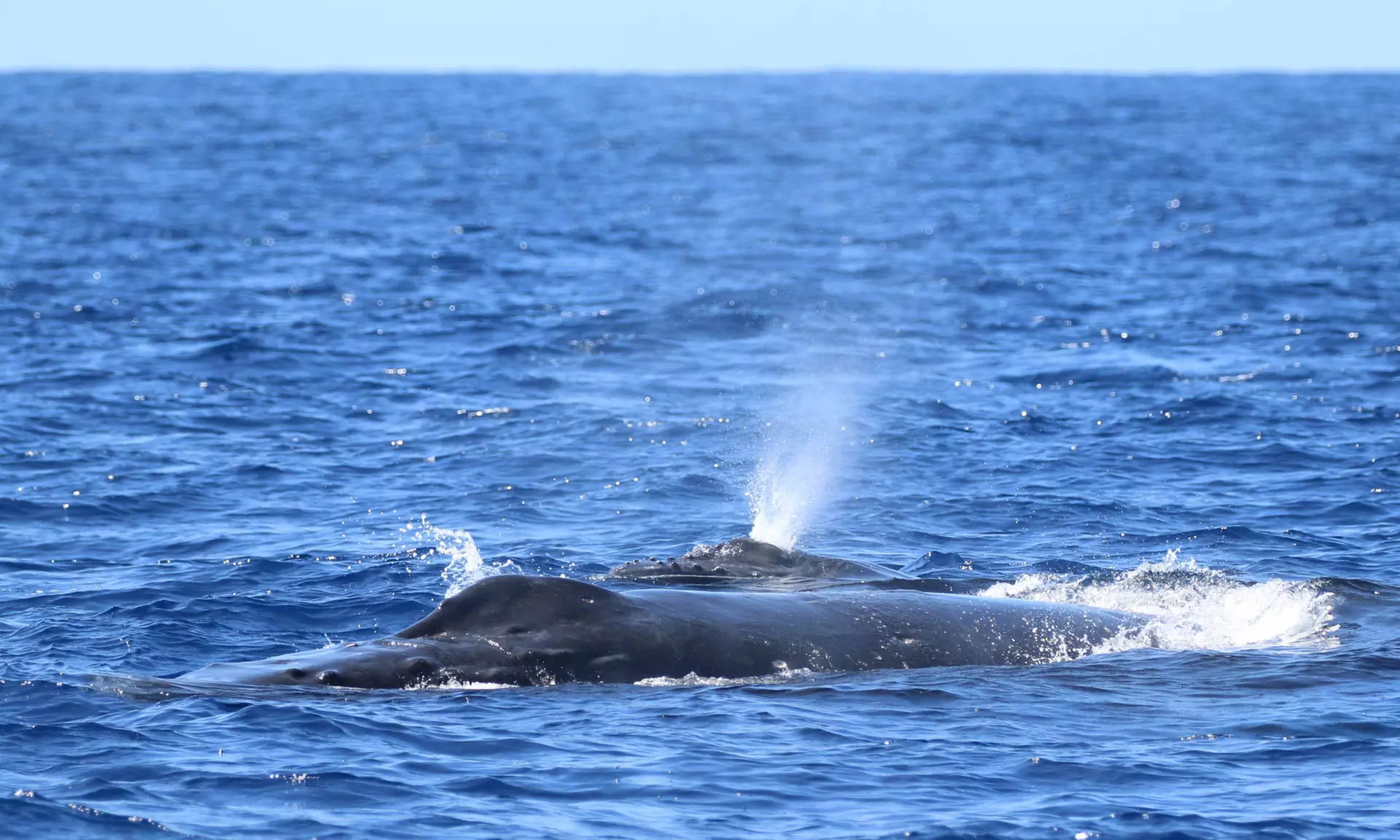 Guaranteed Humpback Whale Watching Tour in Hawaii's Kona Coast