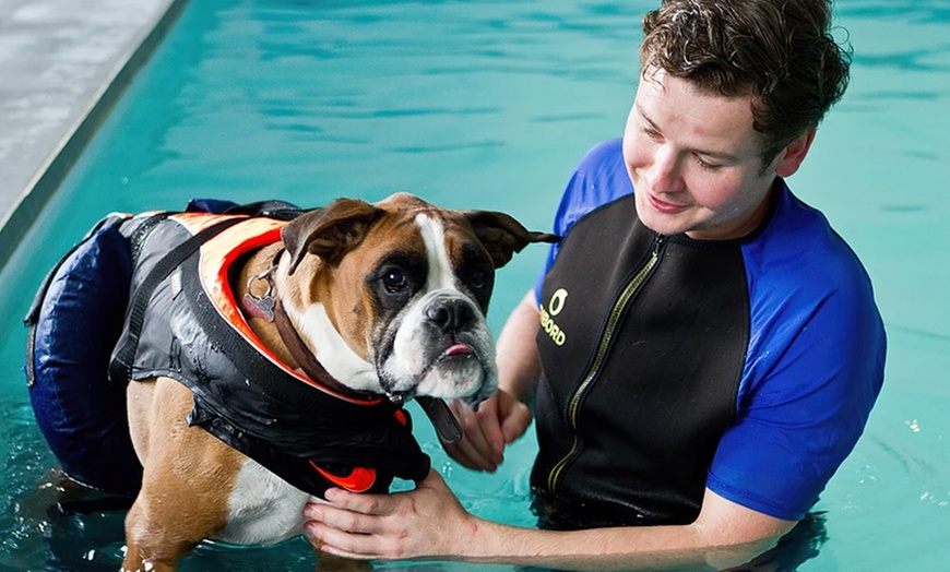 Image 1: Doggy Fun Swim at K9 Swim