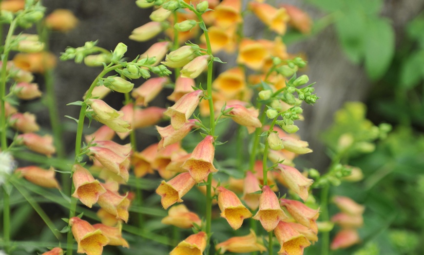 Image 1: Hardy Foxglove 'Goldcrest' - 1, 2 or 3 Plants + Patio Planter
