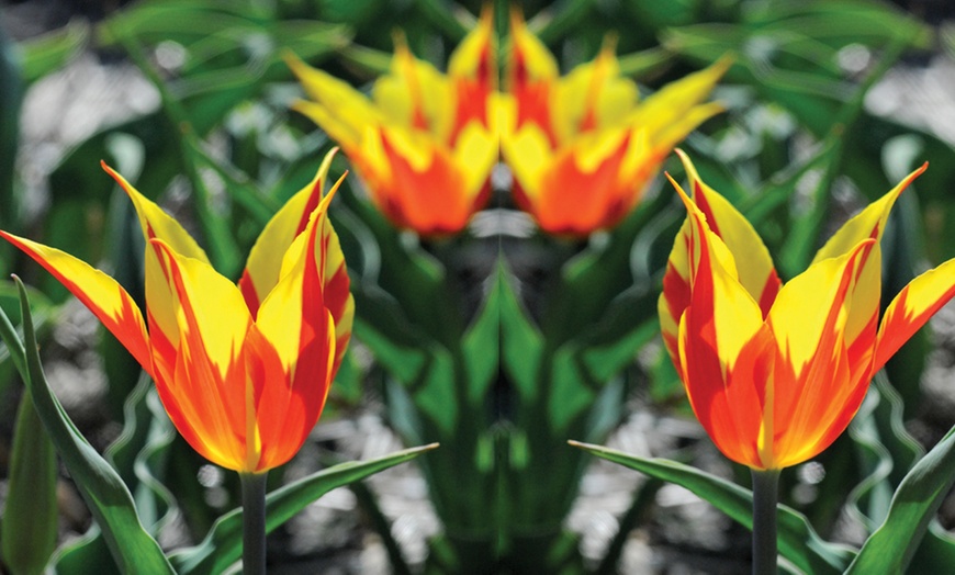 Image 3: 16 or 32 Tulip Fire Wings Bulbs