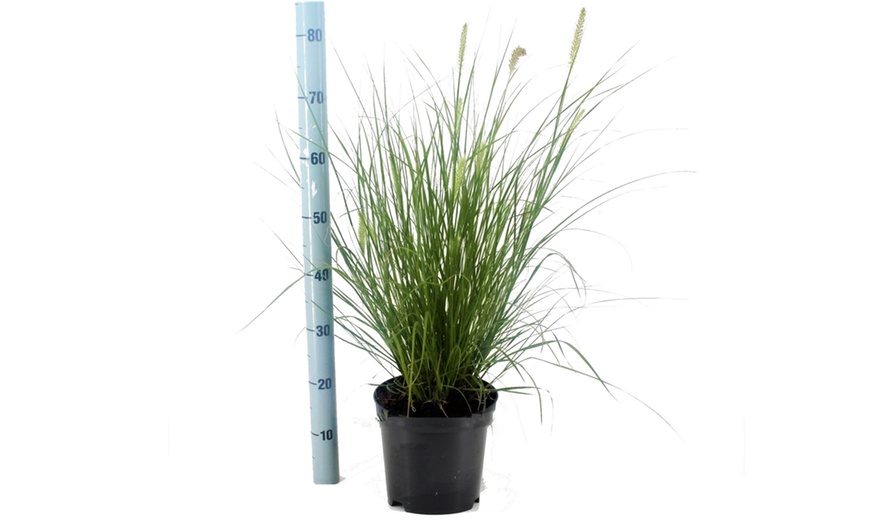 Image 6: XL Panicum Northwind Grass Plant