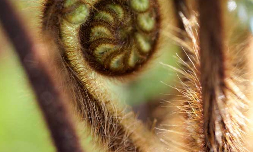 Image 4: 1ft Tree Fern Dicksonia