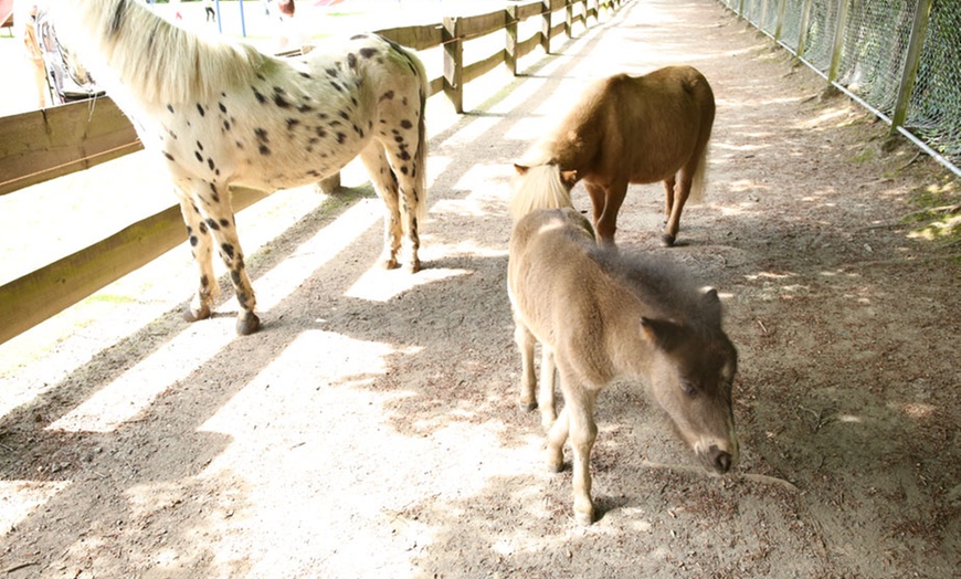 Image 8: Billet au parc pour enfants du Mont Mosan