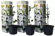 3er-Set Waldreben (Clematis) - Second Medium
