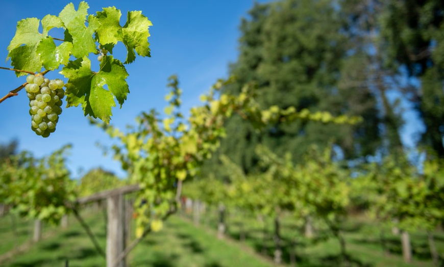 Image 2: Explore a Winery & Brewery Tour with Tasting Session & Nibbles for Two