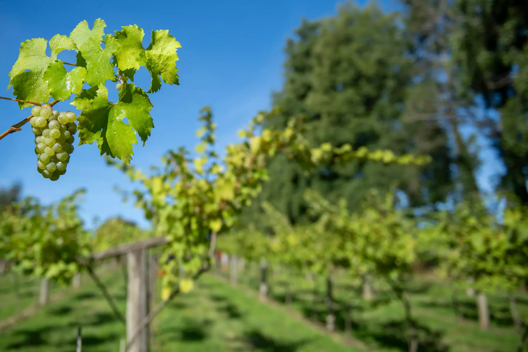 Perfect Gift:Valentine’s Winery&Brewery Experience w/Tasting & Nibbles