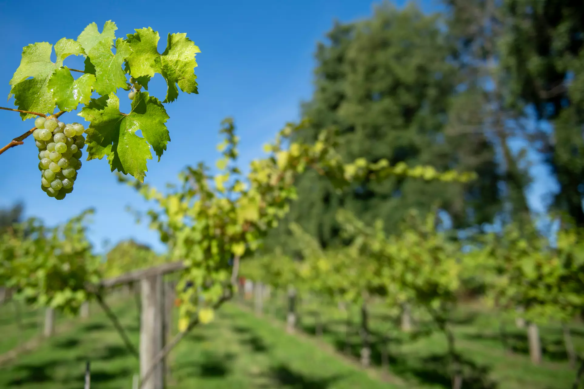 Perfect Gift:Valentine’s Winery&Brewery Experience w/Tasting & Nibbles