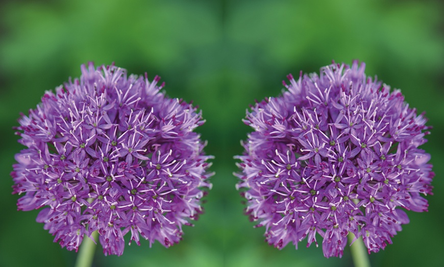 Image 7: Allium Purple Sensation Bulbs