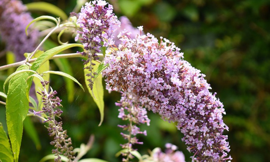 Image 6: Buddleja Davidii Wisteria Lane in 3L Pot