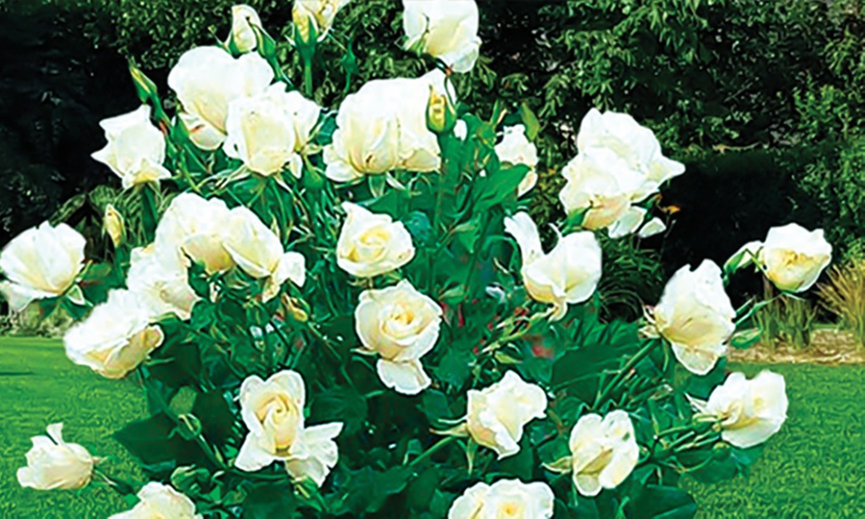 4er- oder 6er-Set Stammrosen