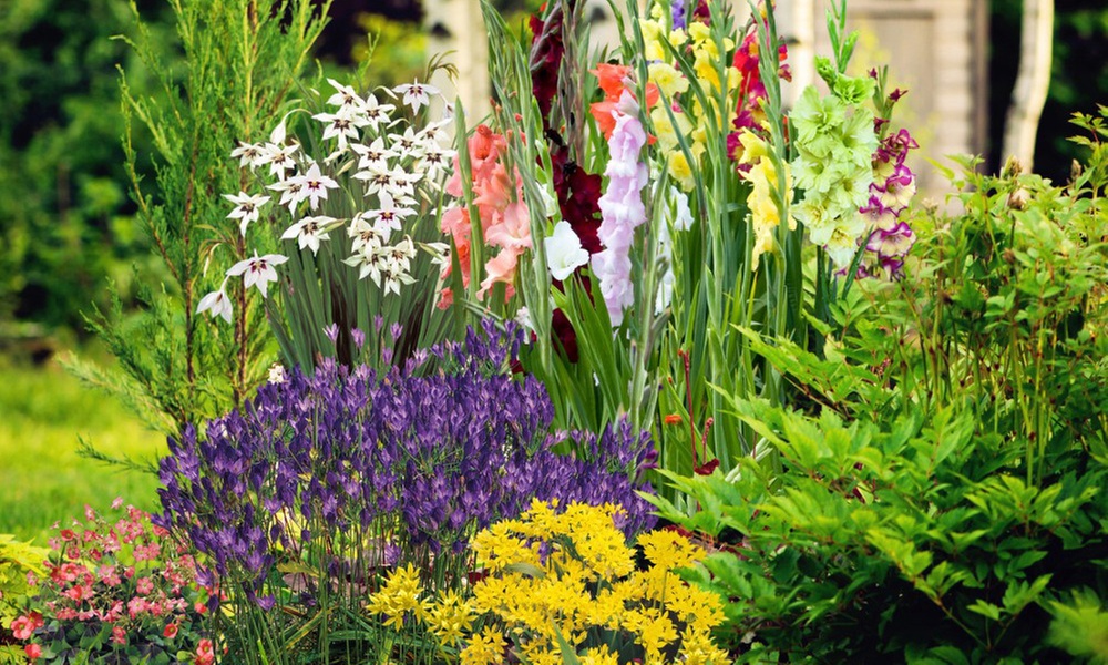 100 200 or 300 Summer Flowering Bulb Collection