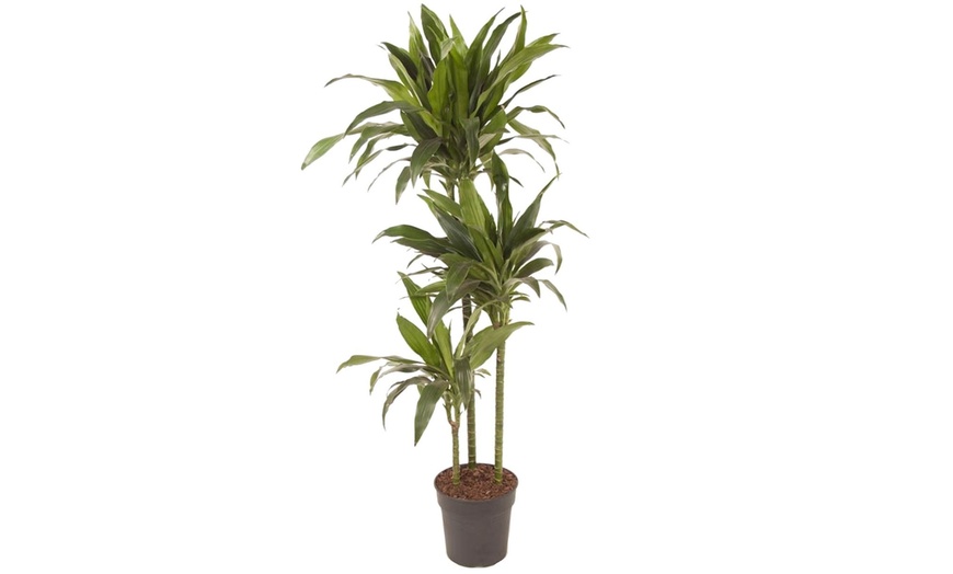 Image 2: Plante Dracaena Janet Craig