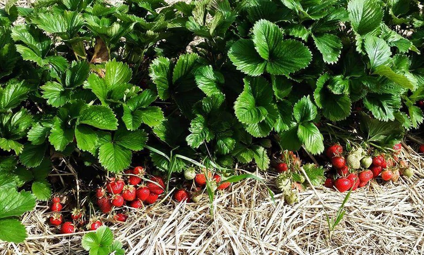 Image 4: PYO Strawberries Gilberdyke