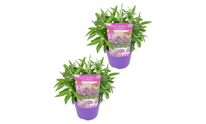 Image 3: Buddleja Little