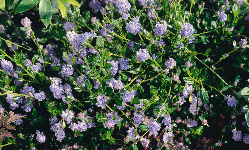 Image 3: Sunny Border Hardy Shrubs